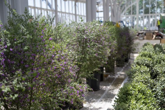 Several potted shrubs waiting to be planted inside a conservatory.